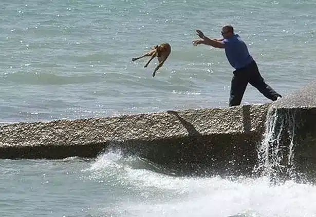 Αποτρόπαιο περιστατικό: Κάμερα κατέγραψε ιδιοκτήτη να πετάει τον σκύλο του στην θάλασσα 14 dog treatment 56272299