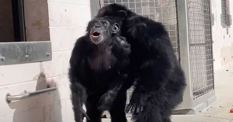 Είδε πρώτη φορά τον ουρανό: Η χαρά της Βανίλα που λυτρώθηκε από το κλουβί