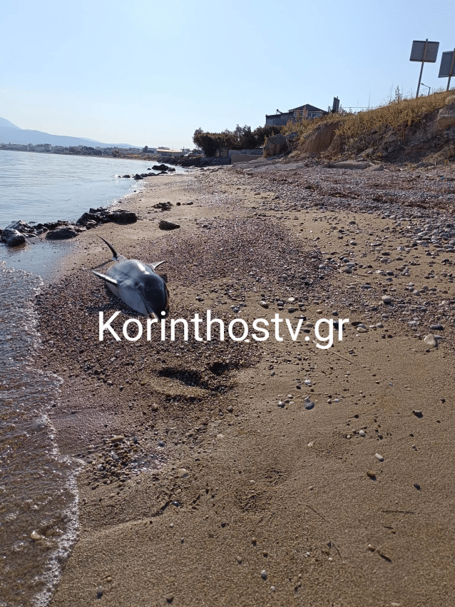 Κορινθία: Ξεβράστηκε νεκρό το δελφινάκι που είχε χάσει τον προσανατολισμό του 1 image 2 638x850 1