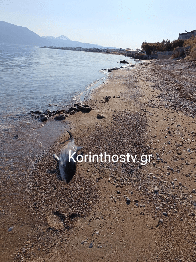 Κορινθία: Ξεβράστηκε νεκρό το δελφινάκι που είχε χάσει τον προσανατολισμό του 2 image 3 638x850 1