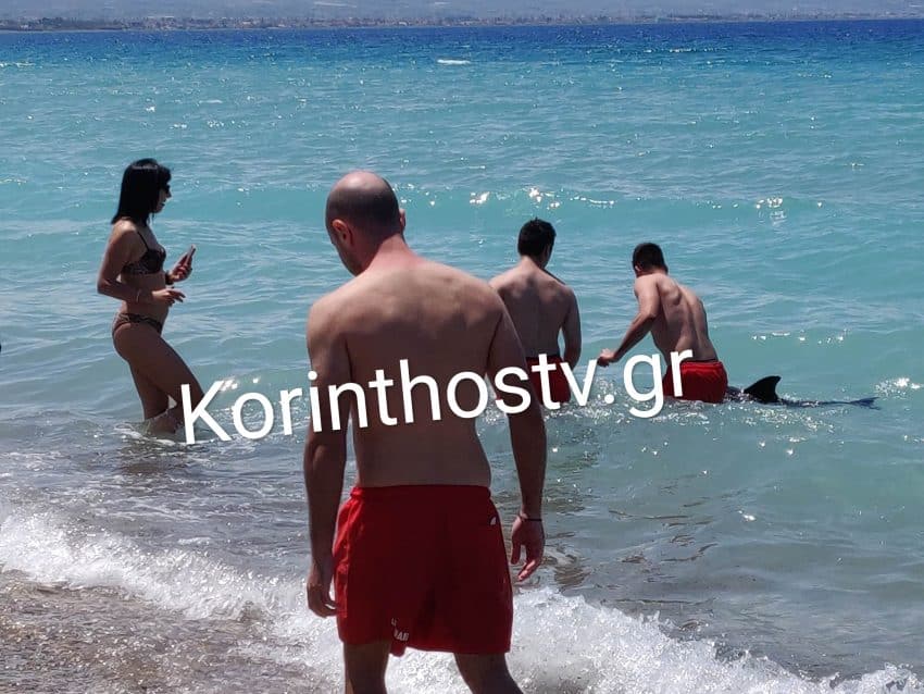 Κορινθία: Ξεβράστηκε νεκρό το δελφινάκι που είχε χάσει τον προσανατολισμό του 3 img 20230603 150448 850x638 1