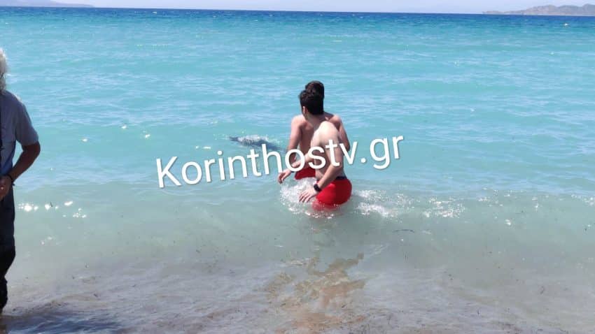 Κορινθία: Ξεβράστηκε νεκρό το δελφινάκι που είχε χάσει τον προσανατολισμό του 5 img 20230603 150531 850x478 1