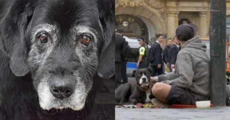 Κείμενο που πρέπει να διαβάσουμε όλοι: Η «ανθρωπιά» ενός σκύλου