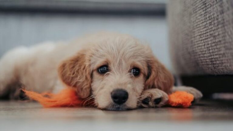 Κορινθία: Σκυλάκι κοιμάται στον τάφο του ανθρώπου που το μεγάλωσε