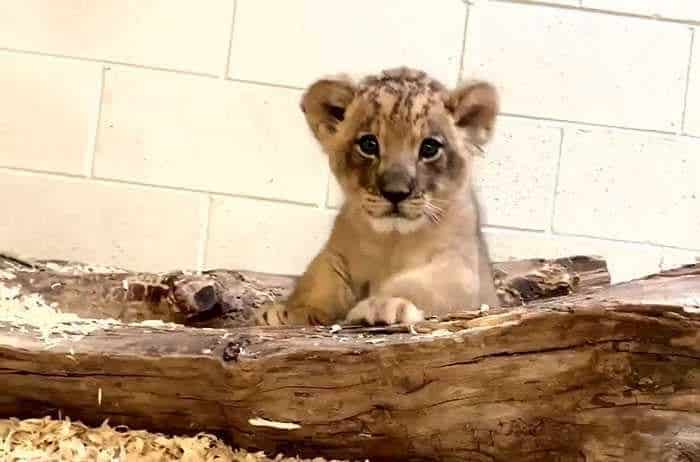 liontaraki