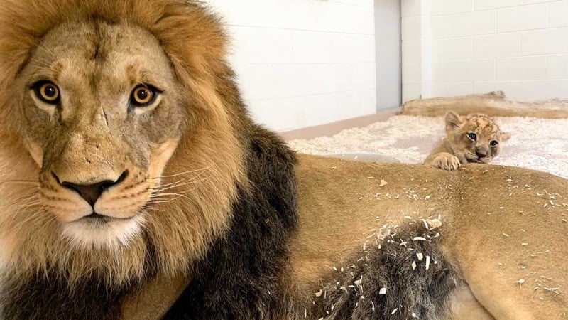 liontarimpampas