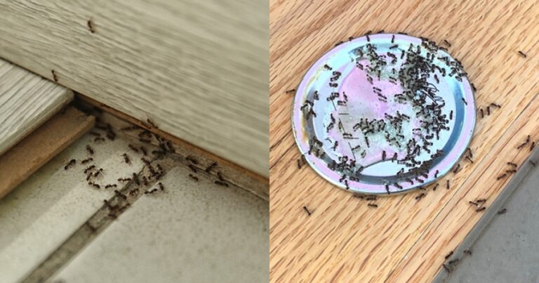 Μυρμήγκια τέλος: Η σπιτική συνταγή με μόνο 2 υλικά που θα τα εξαφανίσει