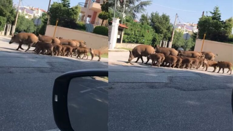 Θεσσαλονίκη: Ολόκληρο κοπάδι αγριογούρουνων κάνει χαλαρά τη βόλτα του σε κεντρικό δρόμο στο Πανόραμα