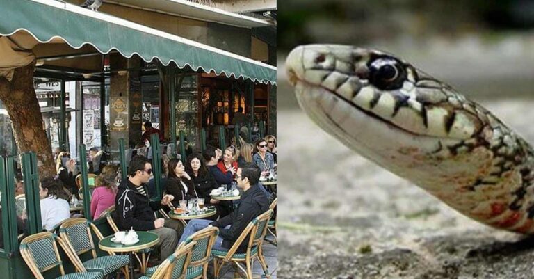 Τρόμος στο Κολωνάκι: Εμφανίστηκαν οχιές να κόβουν βόλτες στα πεζοδρόμια