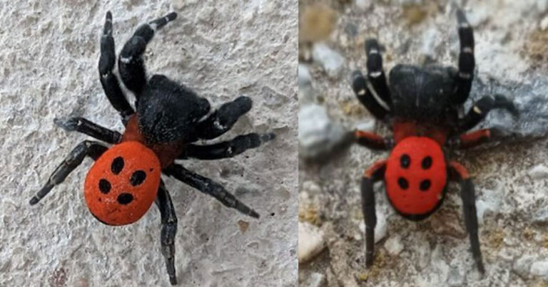 Σπάνια αράχνη-πασχαλίτσα εντοπίστηκε στη Θεσπρωτία