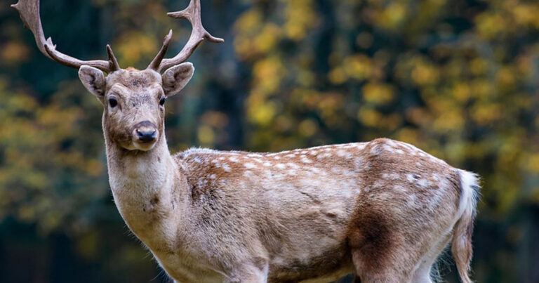 Κτηνωδία στις Σέρρες: Ασυνείδητοι σκότωσαν τρία ελάφια στην Κερκίνη