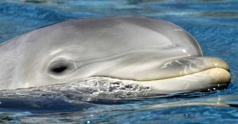 Κορινθία: Ξεβράστηκε νεκρό το δελφινάκι που είχε χάσει τον προσανατολισμό του