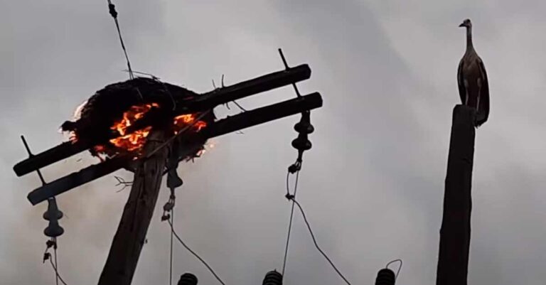 Σέρρες: Φωτιά σε κολόνα της ΔΕΗ στην Αμπέλα – Κάηκαν η φωλιά και οι μικροί πελαργοί