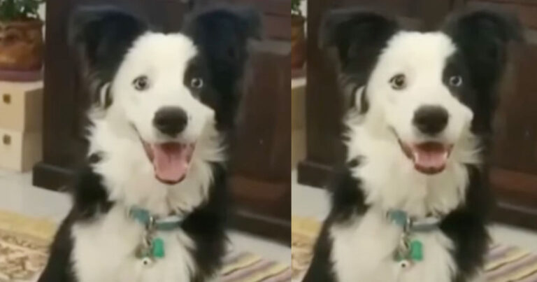 Viral η Ντίβα, ο σκύλος «φαινόμενο» που υπακούει σε κάθε εντολή