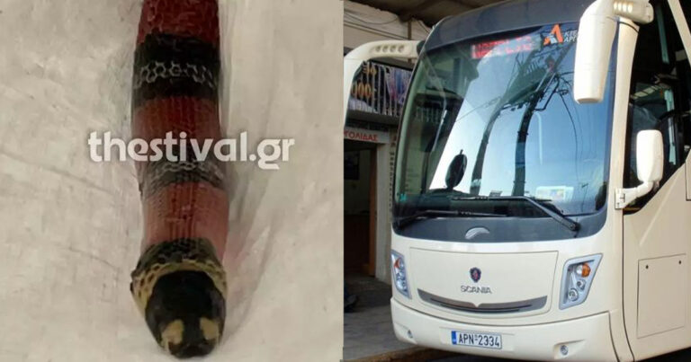 Θεσσαλονίκη: Φίδι προκάλεσε πανικό μέσα σε λεωφορείο του ΚΤΕΛ