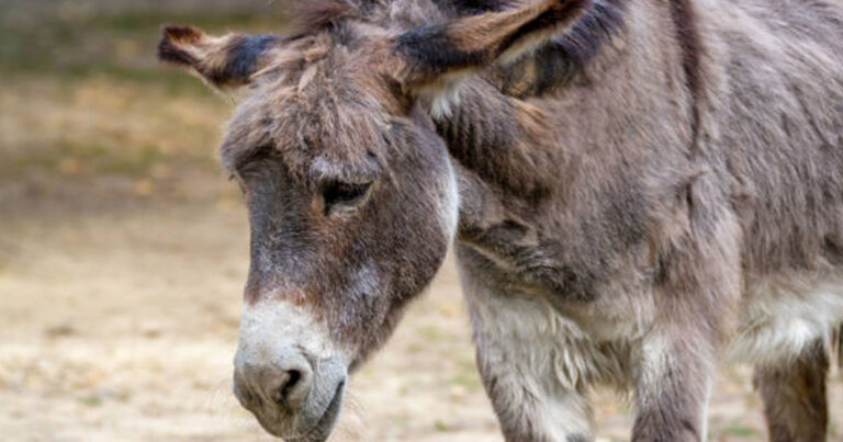 Eικόνες οργής στη Μύκονο: Γαϊδουράκι σκοτώθηκε από αμάξι – Παστουρωμένη η μαμά του