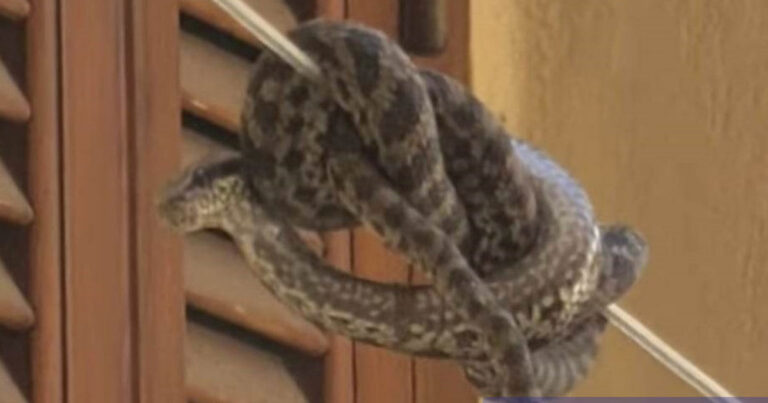 Αμαλιάδα: Γυναίκα βρήκε… οχιά στο σχοινί της μπουγάδας της