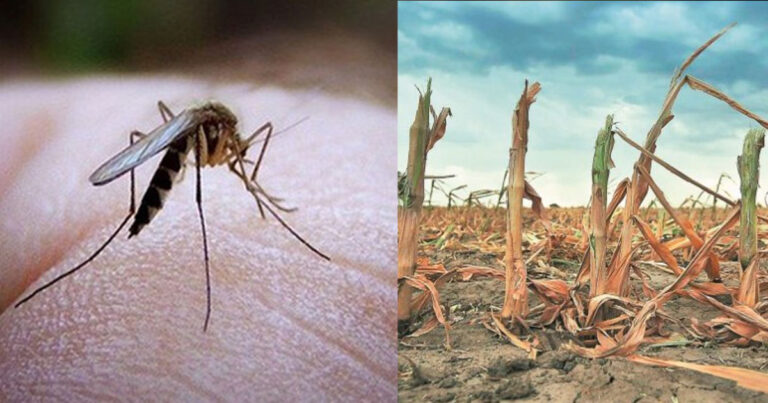 Έρχονται στη Δύση τέσσερις από τις πιο θανατηφόρες ασθένειες λόγω κλιματικής αλλαγής