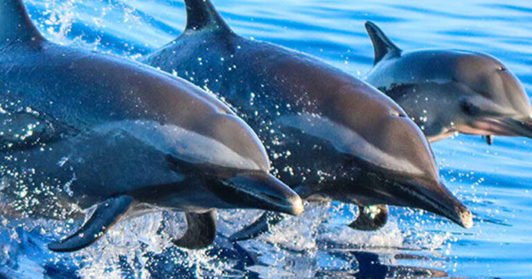 Νησιά Φερόε: Πάνω από 500 νεκρά δελφίνια στην «παραδοσιακή» σφαγή