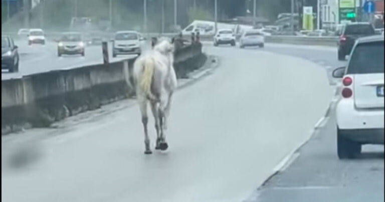 Θεσσαλονίκη: Αναστάτωση στο δρόμο από Χαλκιδική – Άλογα έτρεχαν δίπλα σε ΙΧ