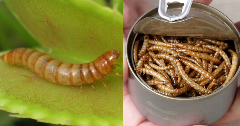 Αυτά είναι τα έντομα που εγκρίθηκαν ως «νέα τρόφιμα» από την Ευρωπαϊκή Επιτροπή