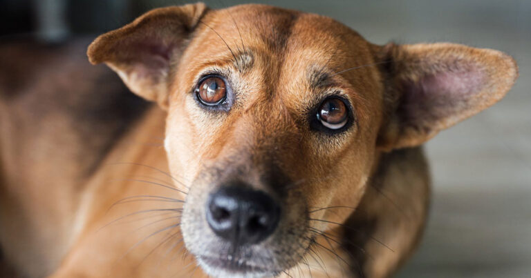 Αποτρόπαιο περιστατικό: Κάμερα κατέγραψε ιδιοκτήτη να πετάει τον σκύλο του στην θάλασσα