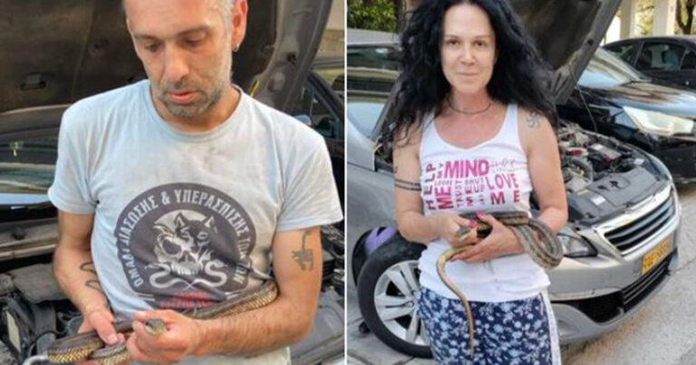 Φίδι είχε κρυφτεί σε καπό αυτοκινήτου – Τρόμος για Έλληνα ιδιοκτήτη ΙΧ