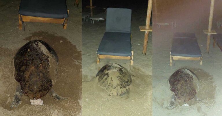 Κρήτη: Θαλάσσια χελώνα πάσχιζε να γεννήσει τα αυγά της ανάμεσα σε δεκάδες ξαπλώστρες