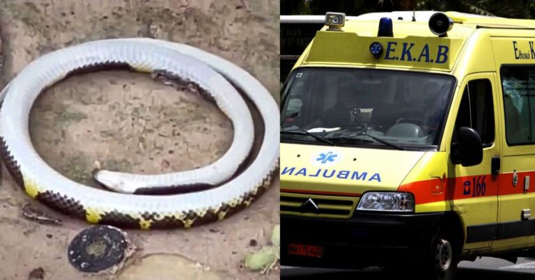 Παραλίγο τραγωδία: Στο νοσοκομείο 13χρονος από δάγκωμα φιδιού