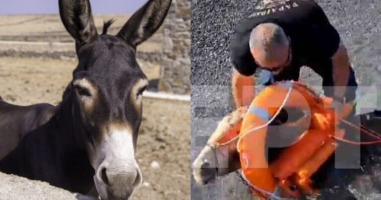 Υποκλινόμαστε στην Κάρπαθο: Έσωσαν δύο γαϊδουράκια από απόκρημνη και ερημική παραλία του νησιού