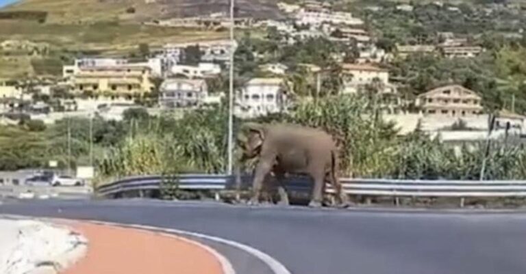Ιταλία: Ελέφαντας το έσκασε από τσίρκο και κάνει βόλτα σε δρόμο της Καλαβρίας