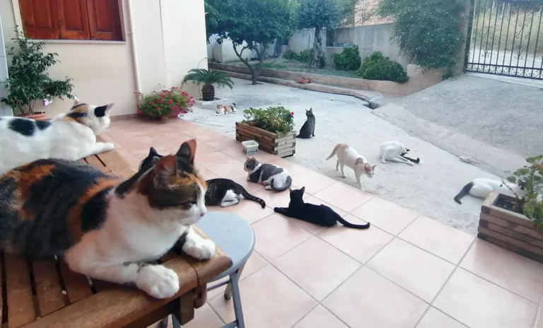 Φρίκη στην Αιδηψό: Βρήκε νεκρές οκτώ γάτες στην αυλή της