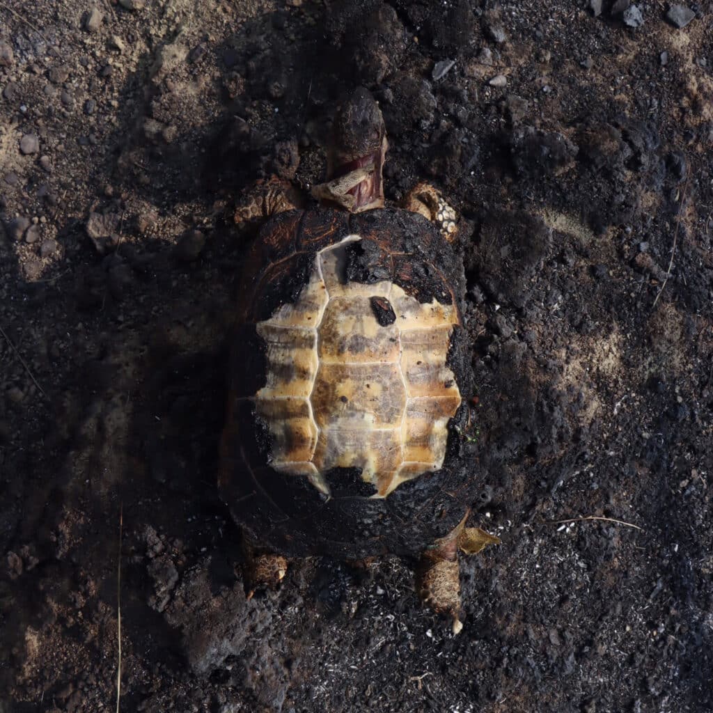 9876rty7t6r5tfgyh 1024x1024 1