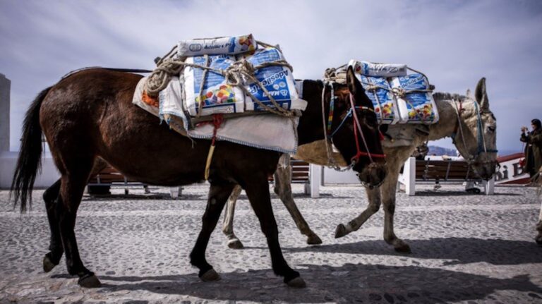 Ασπίδα προστασίας σε γαϊδουράκια και άλογα λόγω καύσωνα – Απαγορεύεται η εργασία και η μεταφορά τους