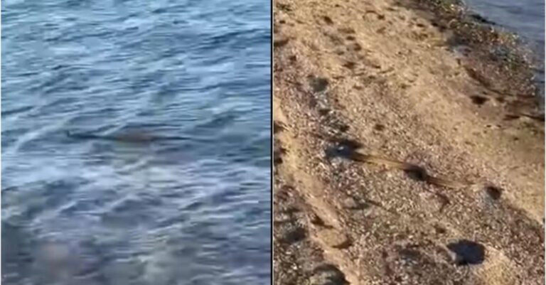 Χαμός με τα φίδια φέτος: Κολυμπούσε στη θάλασσα, δίπλα σε Αντιδήμαρχο και μετά βγήκε στην παραλία