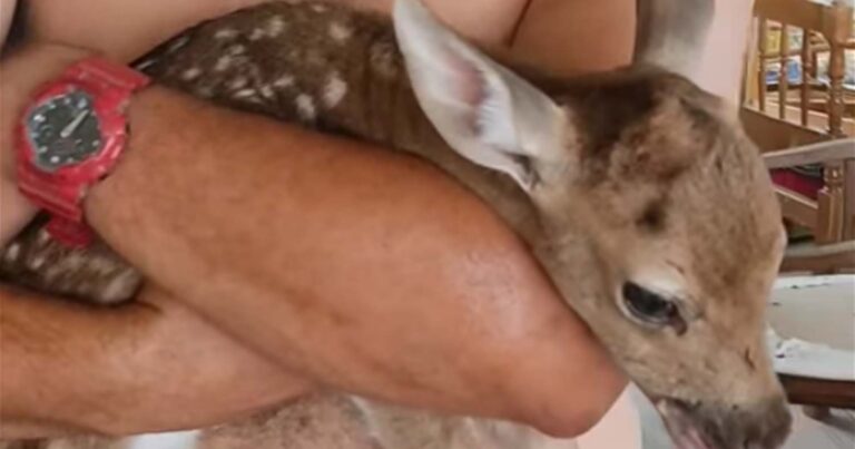 Συγκίνηση στη Ρόδο: Ελαφάκι γεννήθηκε μέσα στις φλόγες- Δεν τα κατάφερε η μητέρα του