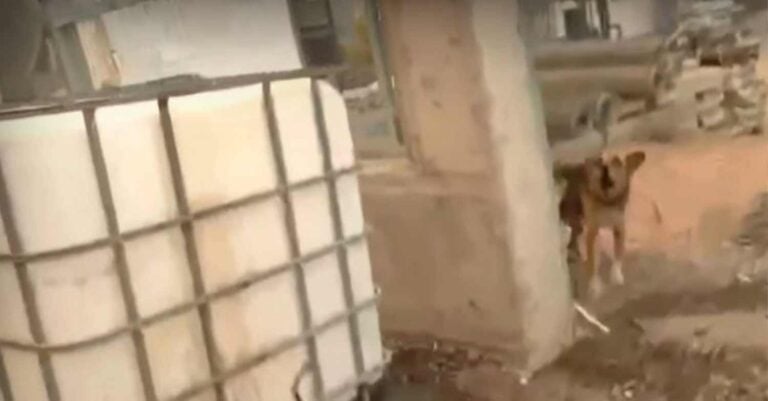 Φωτιά στη Μάνδρα: Άνθρωποι παράτησαν σκυλί δεμένο σε επιχείρηση να καεi και έφυγαν