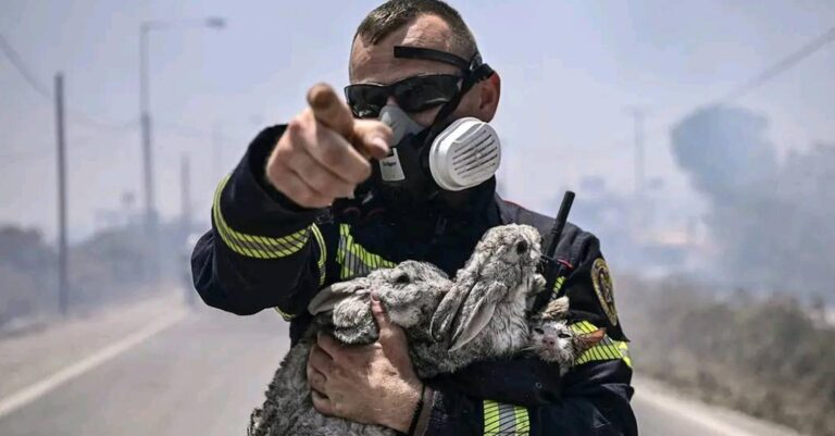 Φωτιά στη Ρόδο: Πυροσβέστης κρατά αγκαλιά δύο λαγουδάκια και ένα γατάκι που διέσωσε από τις φλόγες
