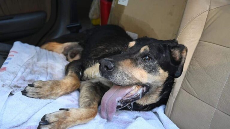 Φωτιά στην Μάνδρα: Σώθηκε στο παρά πέντε ο «Σπίθας» – Άμεση κινητοποίηση των Αρχών