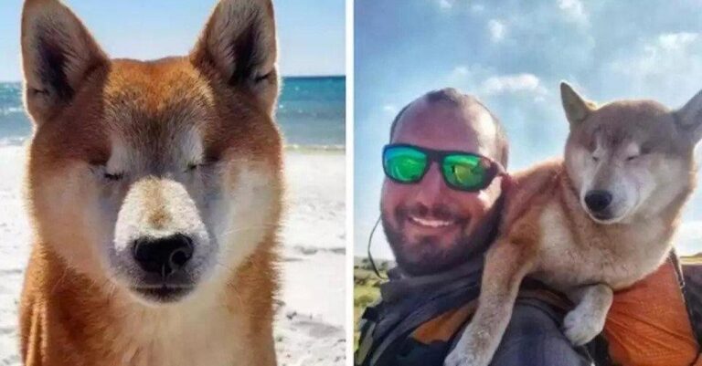 Για να βοηθήσει τον τυφλό σκύλο του να ξαναβρεί τη χαρά της ζωής, διανύει 1.100 χιλιόμετρα μαζί της