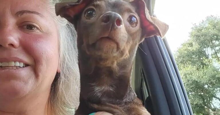 Γυναίκα σώζει τον «ανεπιθύμητο» σκύλο που βρισκόταν στη μέση της διαδικασίας ευθανασίας