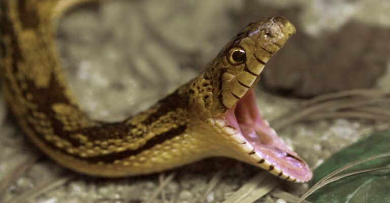 Η πρώην σύζυγος, μου έστειλε οχιά με κούριερ για την επέτειό μας