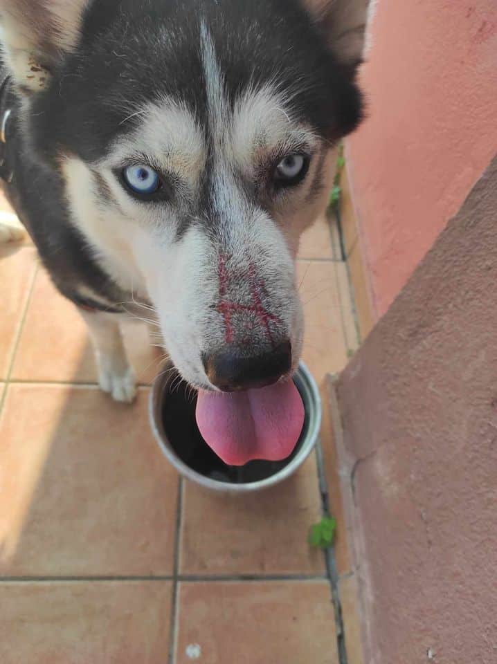 haski1
