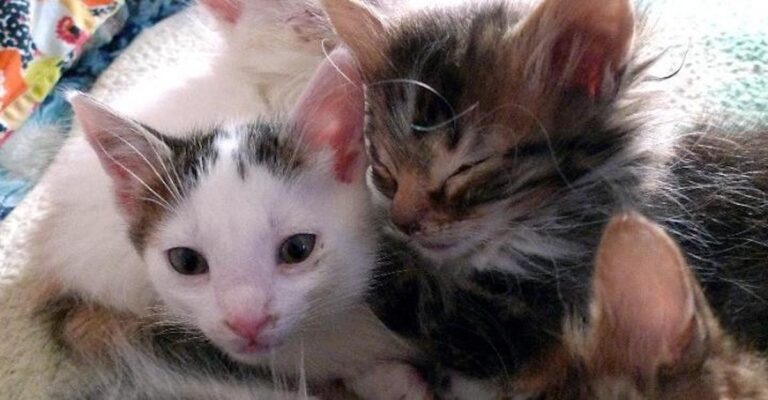 Ιδιοκτήτης μεζεδοπωλείου στην Κρήτη κλωτσάει με βία πεινασμένο γατάκι μπροστά στους πελάτες