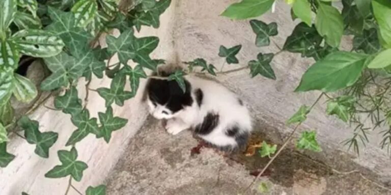 Ιδιοκτήτης μεζεδοπωλείου στην Κρήτη κλωτσάει με βία πεινασμένο γατάκι μπροστά στους πελάτες – Σοκαριστικό βίντεο