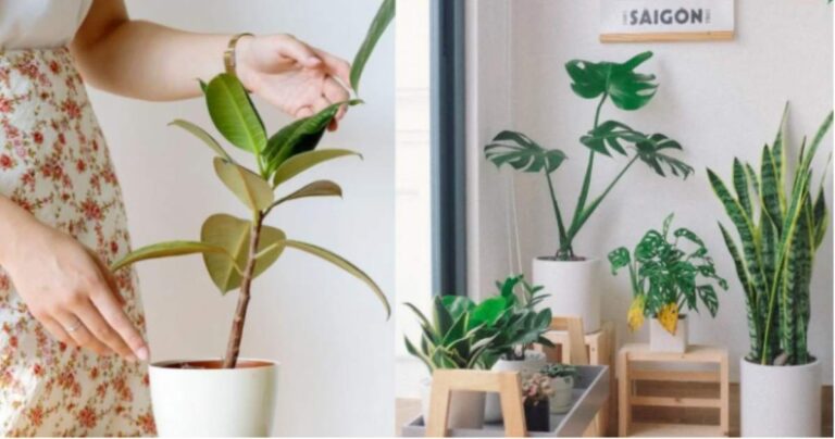 Αν το έχετε στο σπίτι πετάξτε το αμέσως: Το γνωστό φυτό που φέρνει τσακωμούς και αρνητική ενέργεια