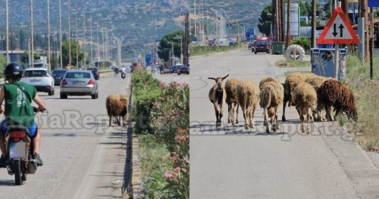 Κατάληψη από… πρόβατα: Τα τετράποδα έκοβαν βόλτες στην Εθνική Οδό Λαμίας-Αθηνών