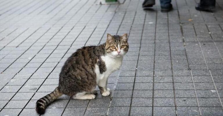 Κρήτη: Εστιάτορας κλώτσησε έγκυο γάτα μπροστά σε πελάτες! «Έχασε τα μωρά της μετά την κακοποίηση»