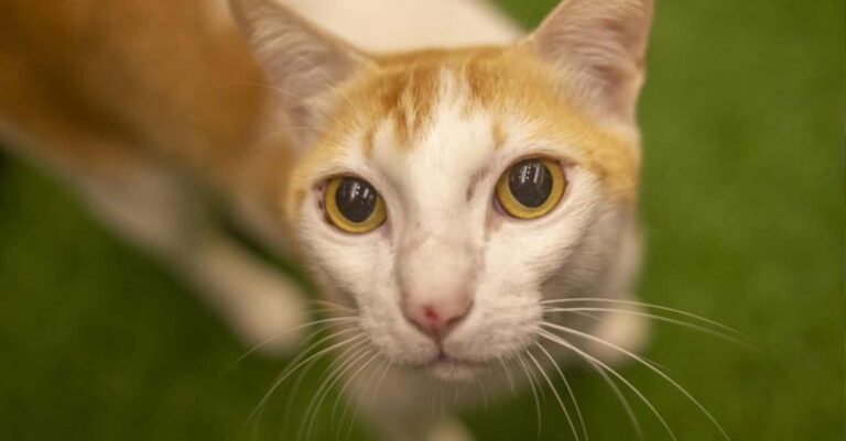 Κτηνωδία στην Κρήτη – Εστιάτορας κλώτσησε έγκυο γάτα μπροστά στους πελάτες. Νεκρά τα μωρά της