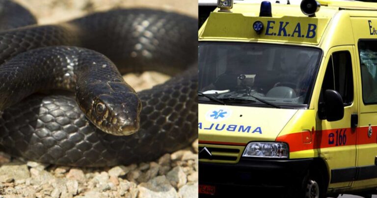 Νέα επίθεση: Φίδι δάγκωσε παιδί 3,5 ετών σε ταβέρνα – Νοσηλεύεται στο νοσοκομείο